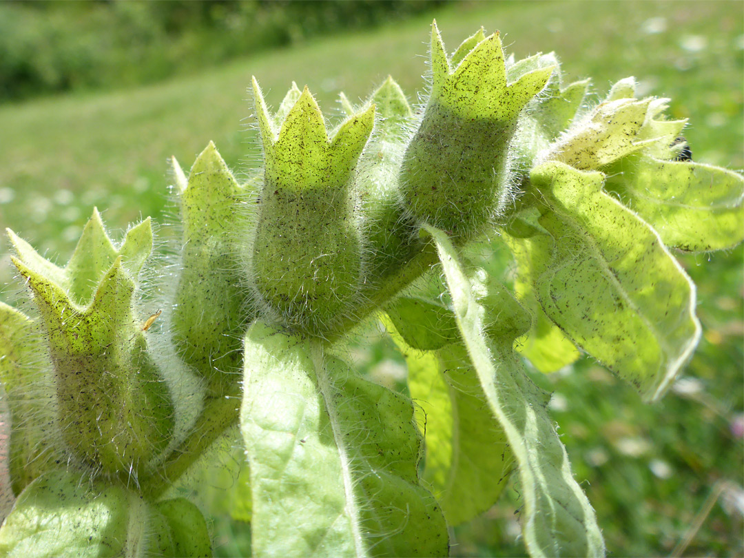 Hairy calyces