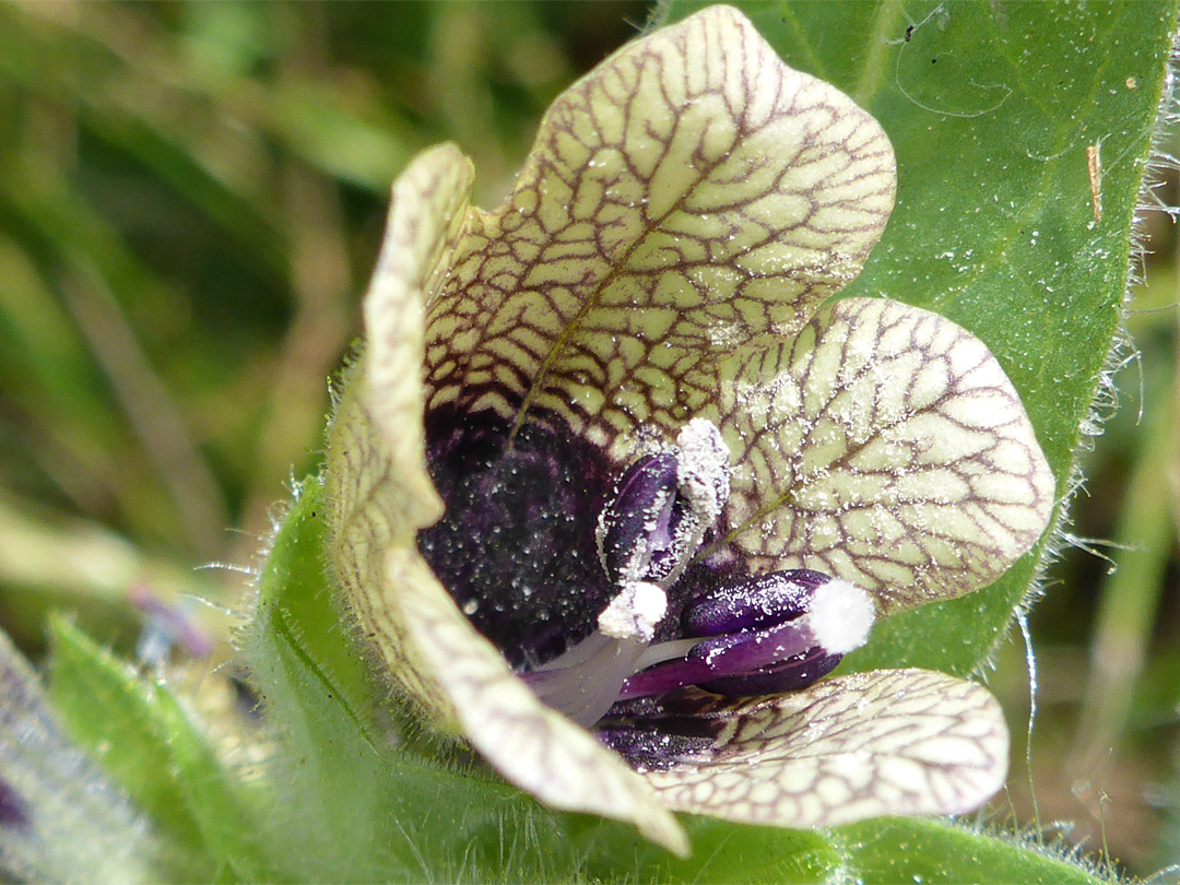 White pollen