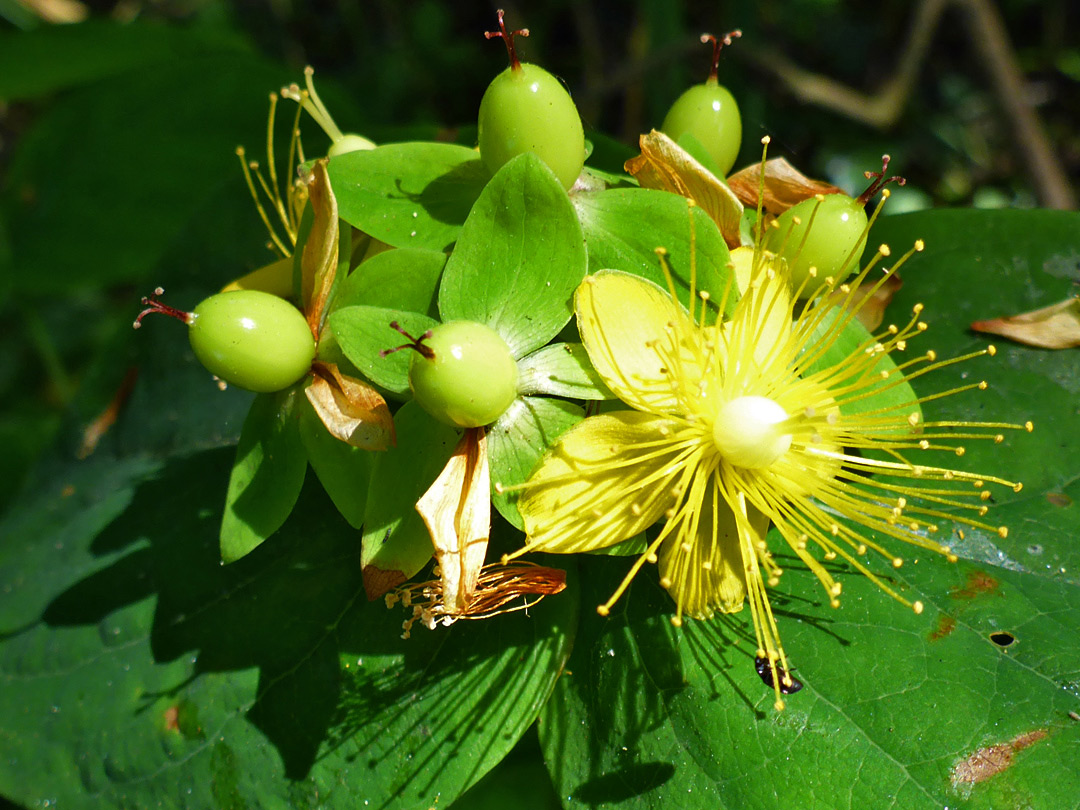 Flower and fruits