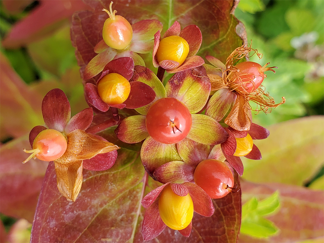 Withering flowers