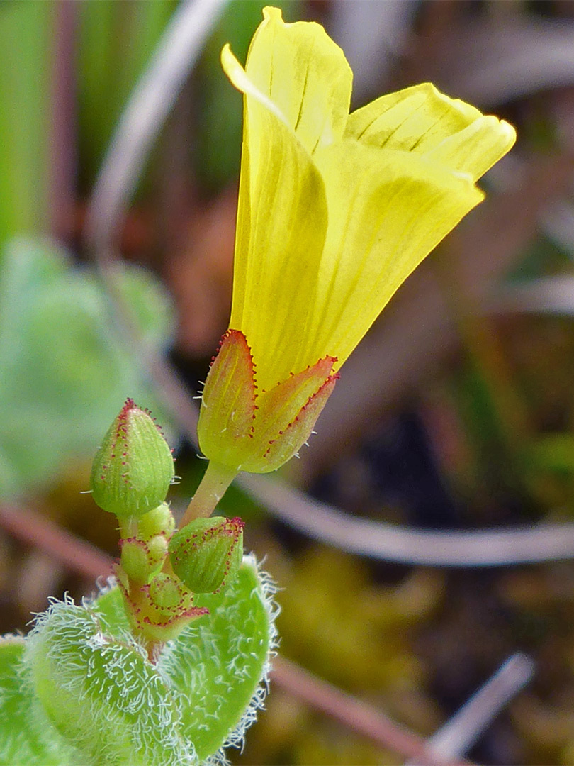 Yellow flower