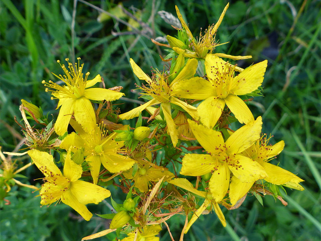 Group of flowers