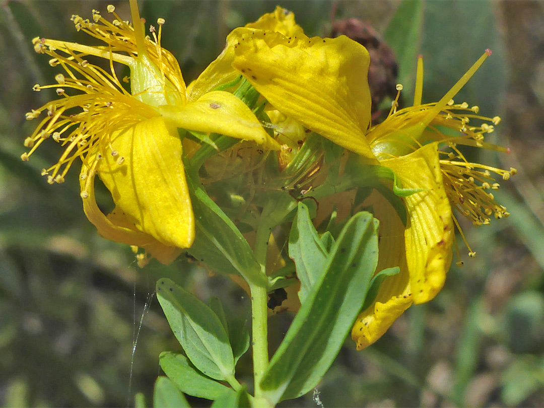 Flowers and leaves