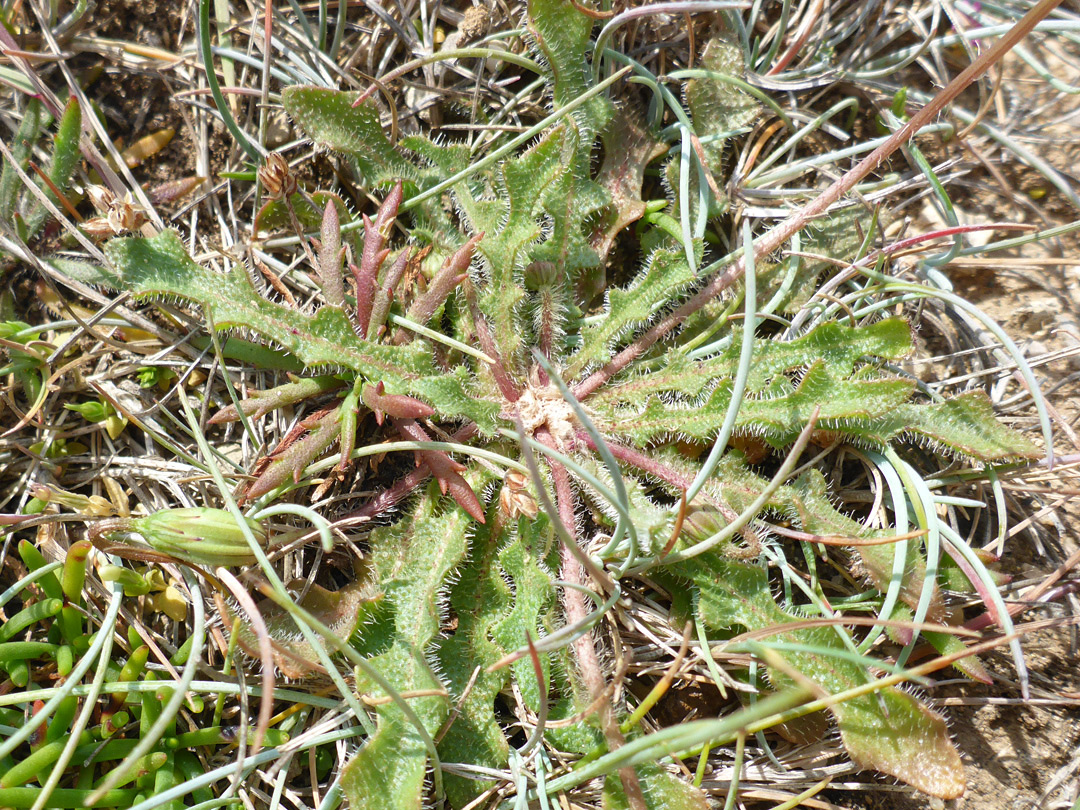 Leaf rosette