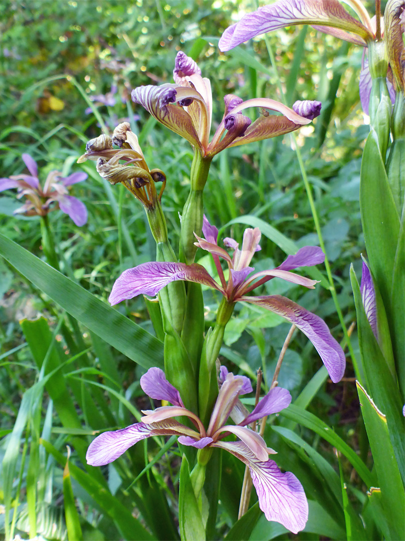 Group of flowers