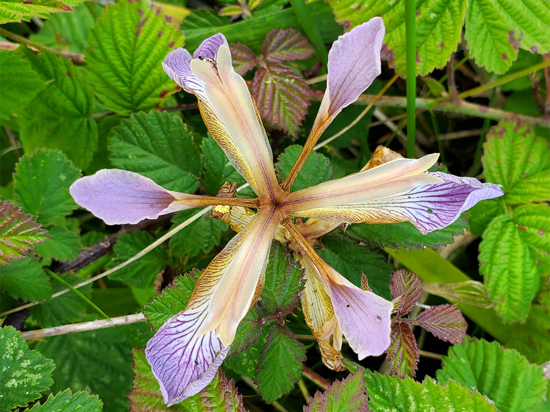 Stinking iris