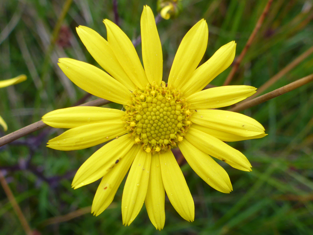 Yellow flowerhead