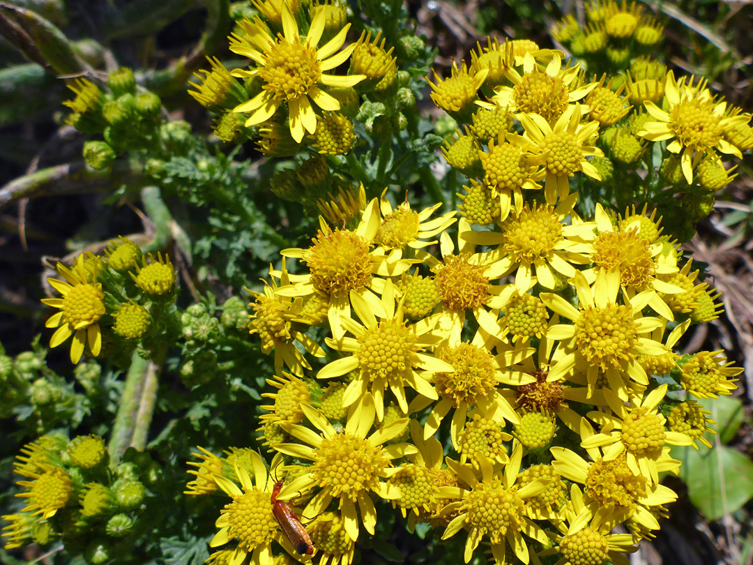 Many flowerheads