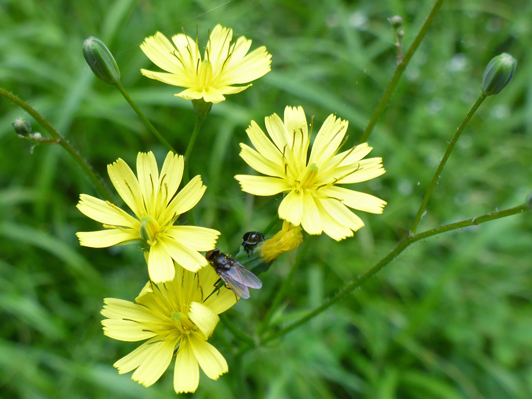 Four flowerheads