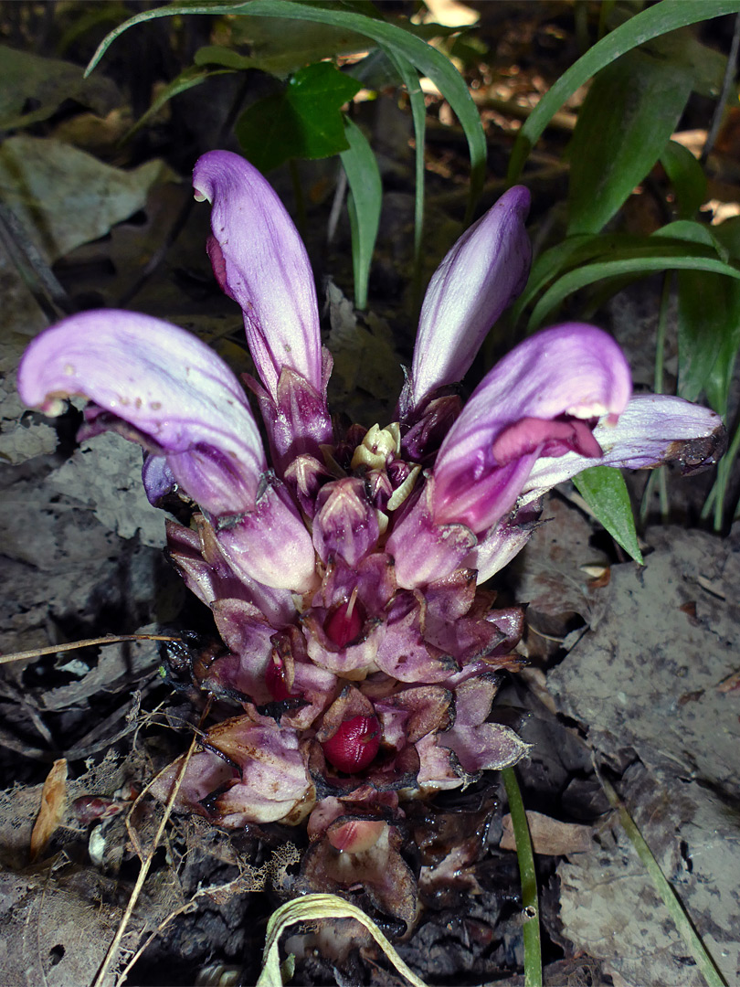 Flowers and fruit