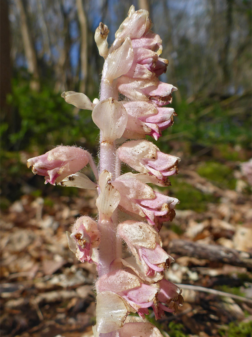 One-sided flower spike