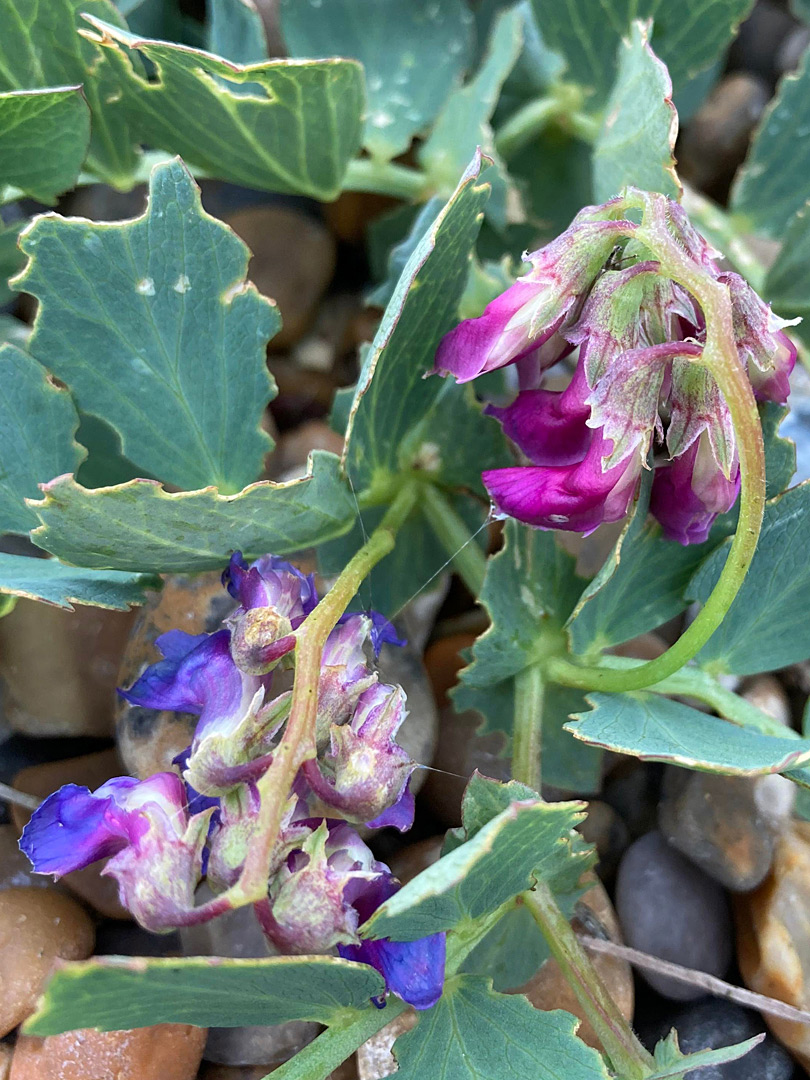 Developing flowers