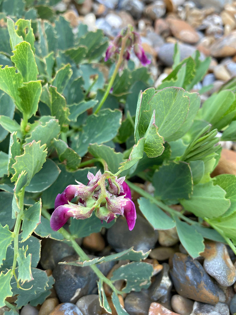 Leaves and flowers