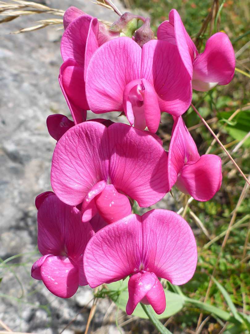 Flower cluster