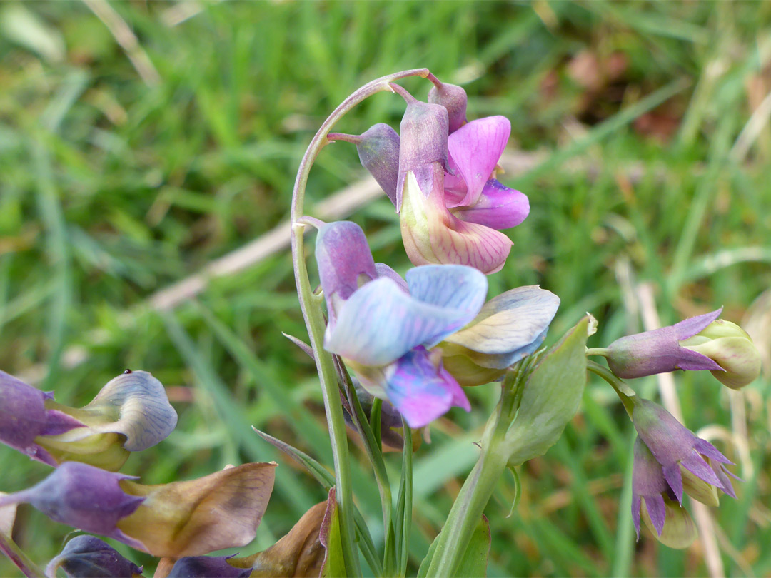 Flower clusters