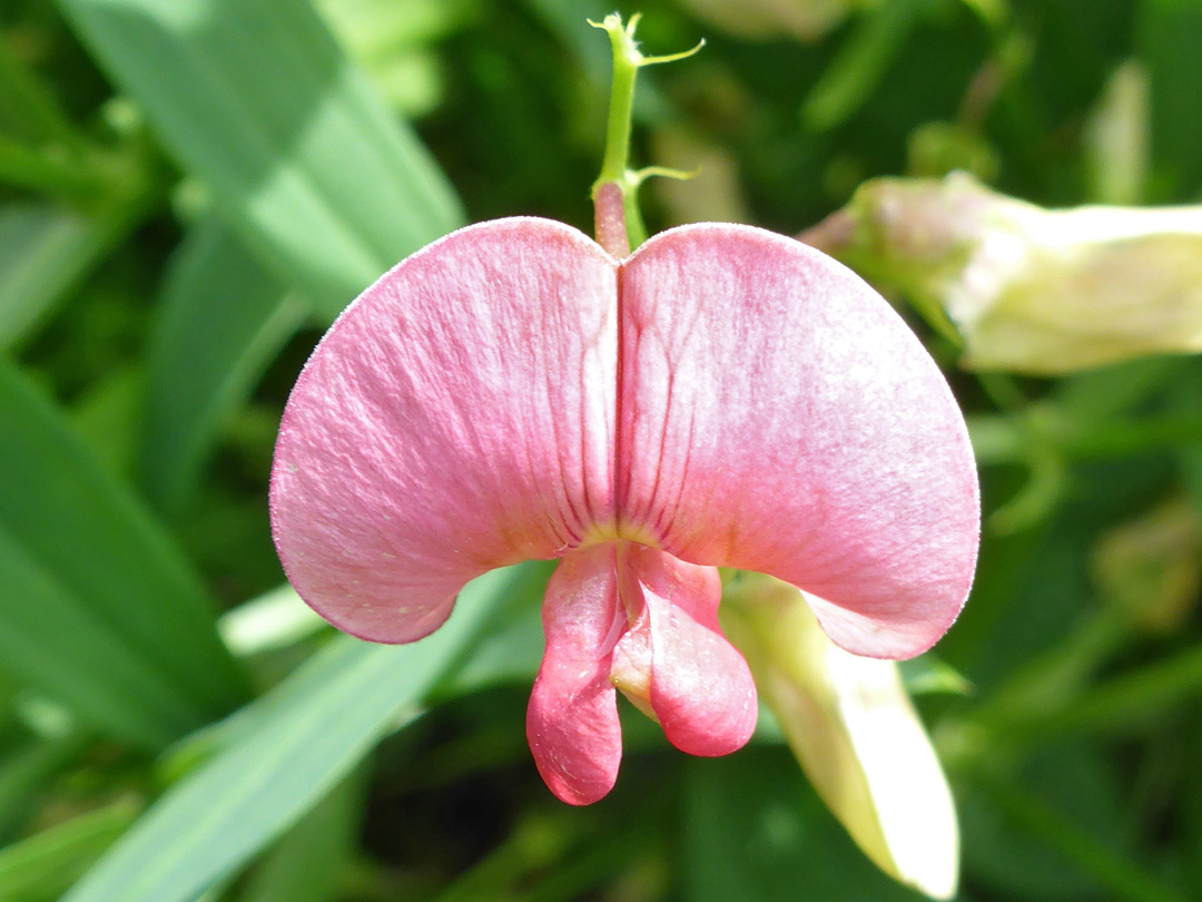 Pale pink flower