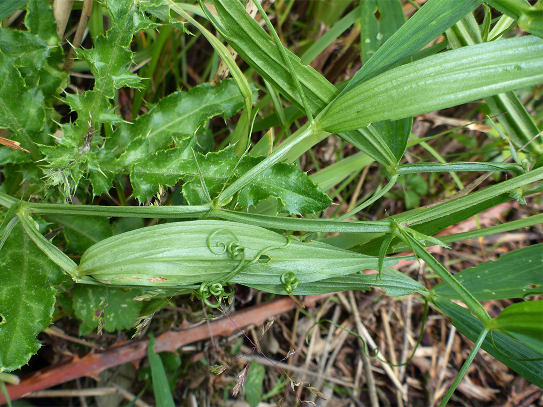 Stems and leaves