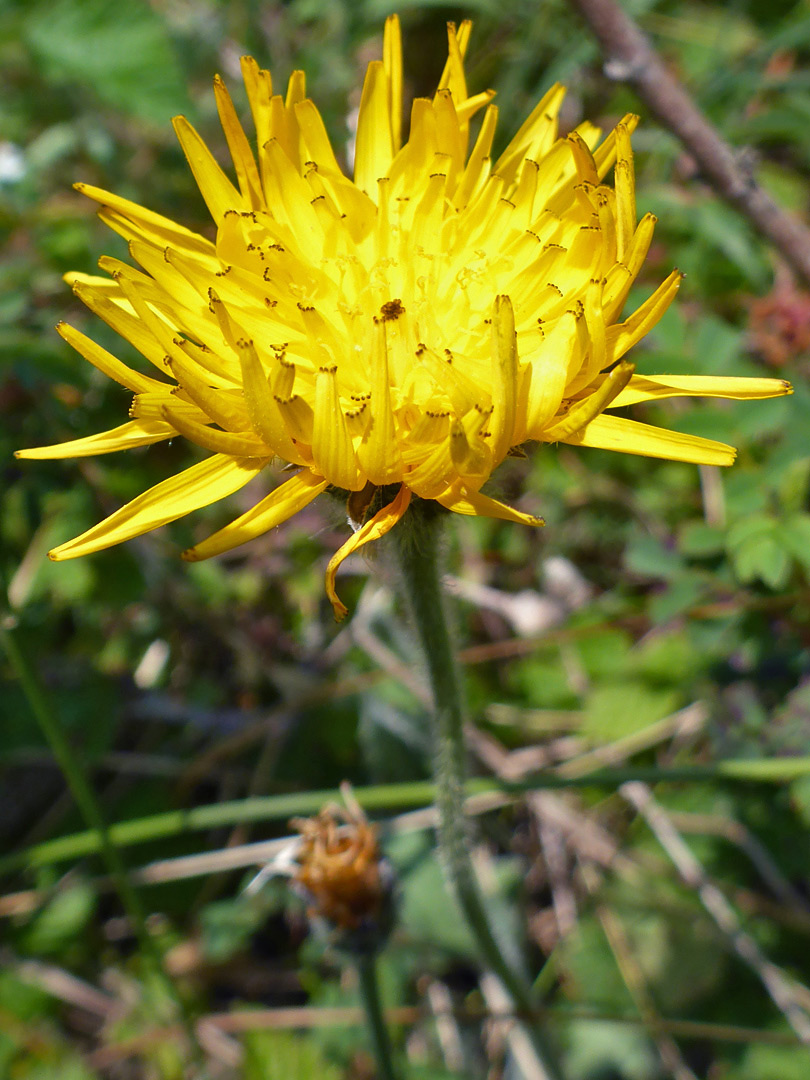 Yellow flowerhead