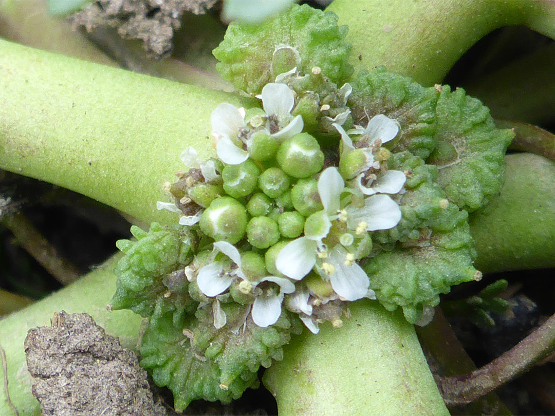 Fruits and flowers