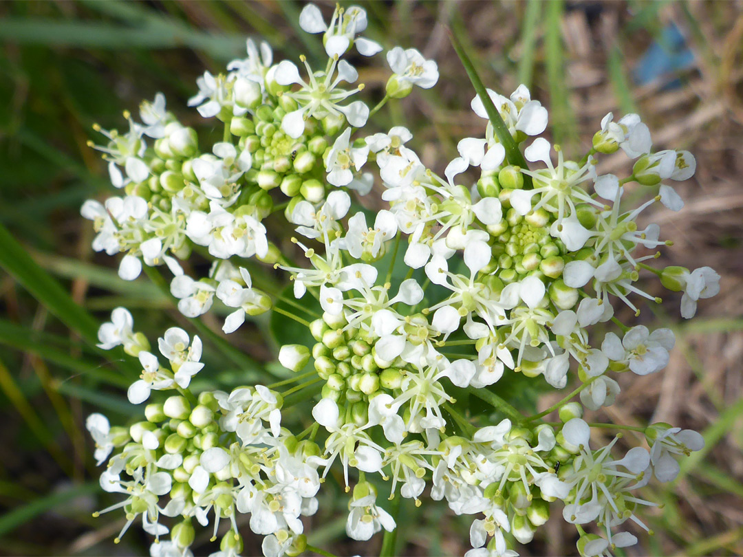 Greenish-white flowers