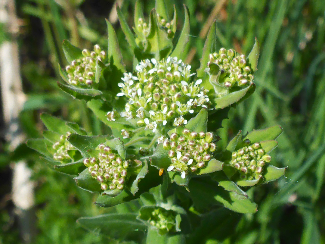 Developing clusters