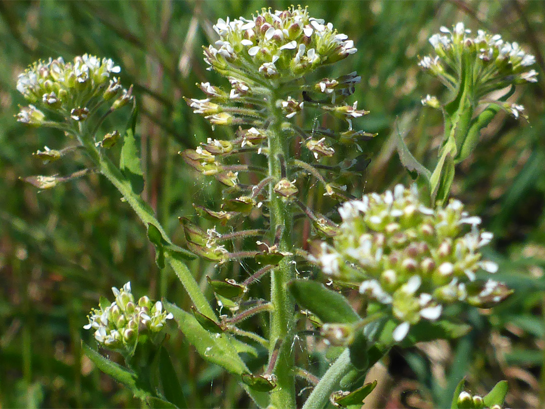 Branched inflorescence