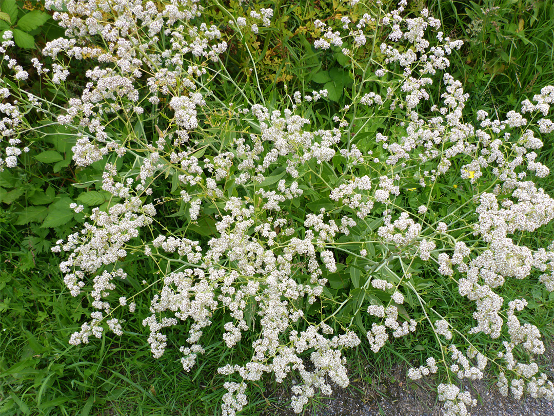 Small white flowers