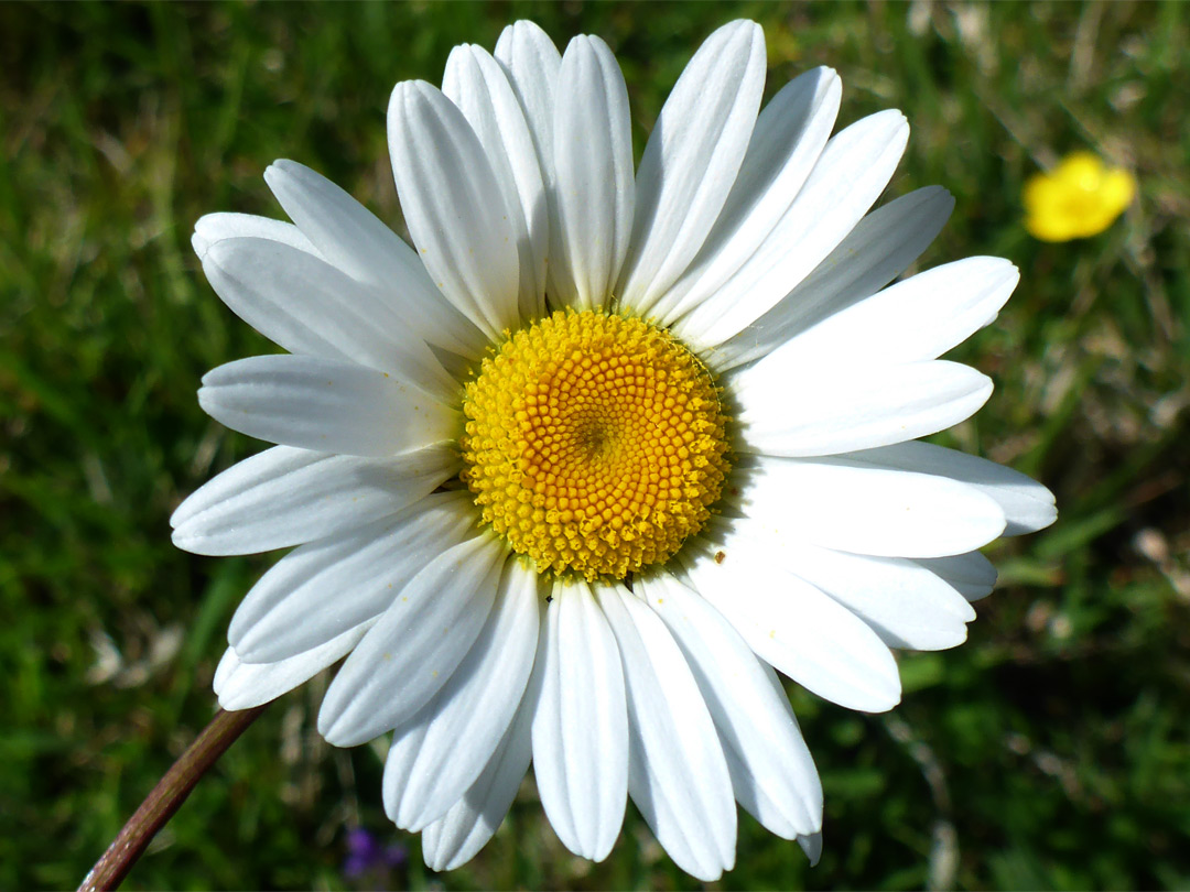 White and yellow flowerhead