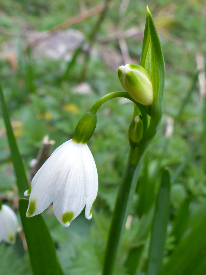 Flower and bud