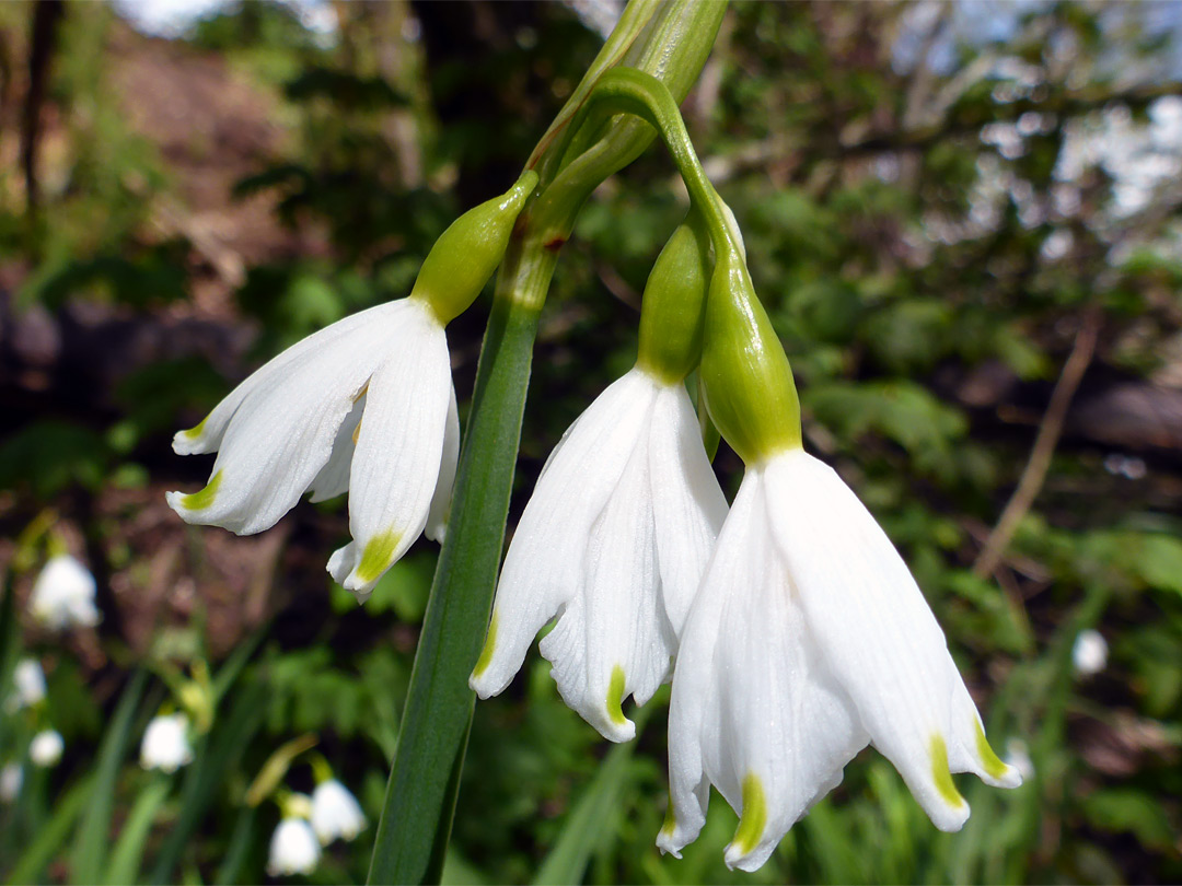 Three flowers