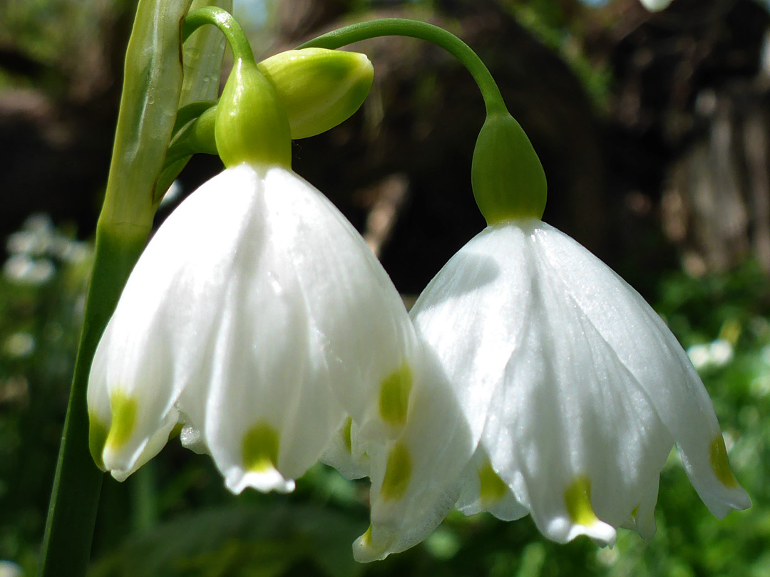 Two flowers