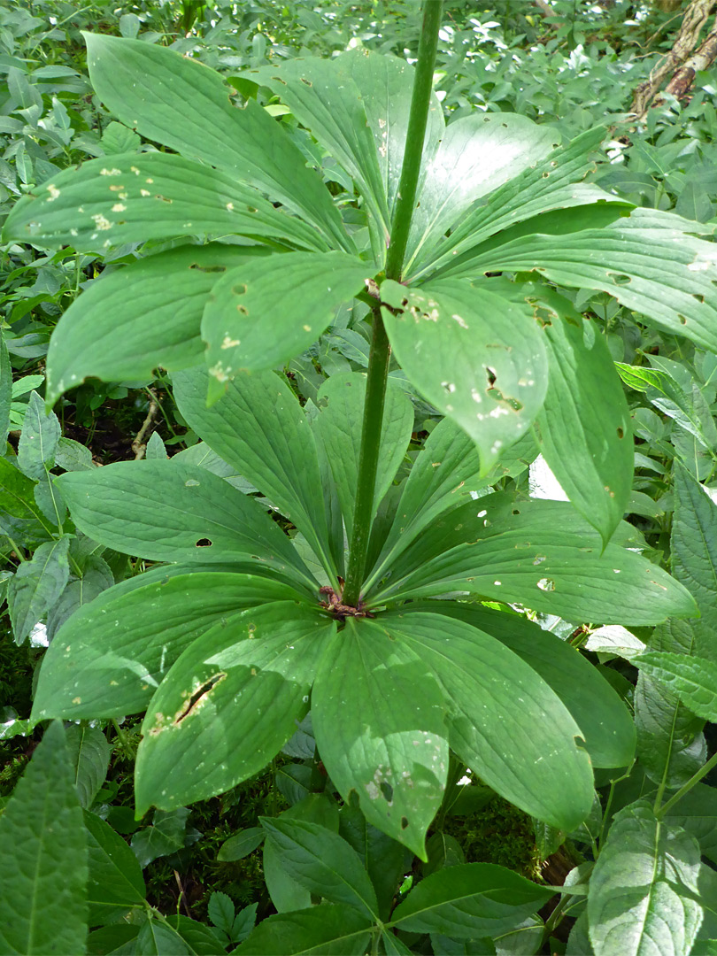 Two leaf whorls