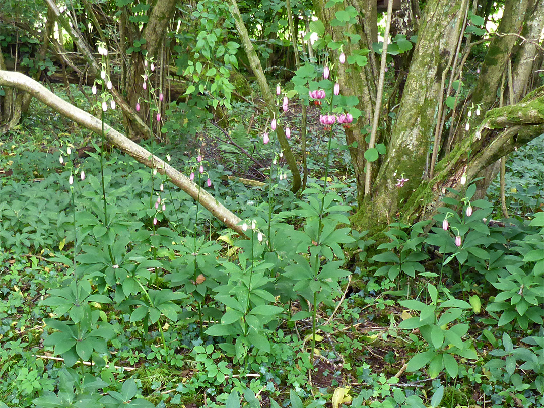 Plants in habitat