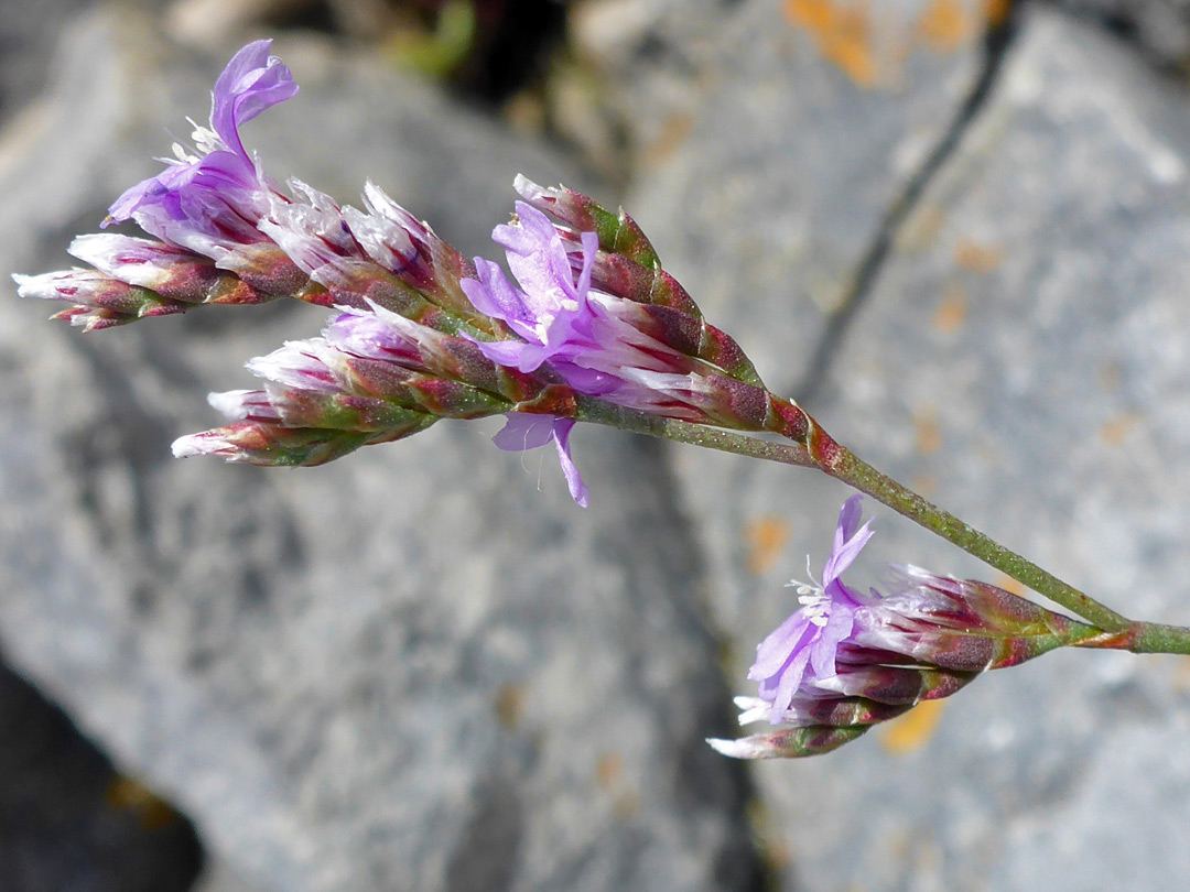 Closely-spaced flowers