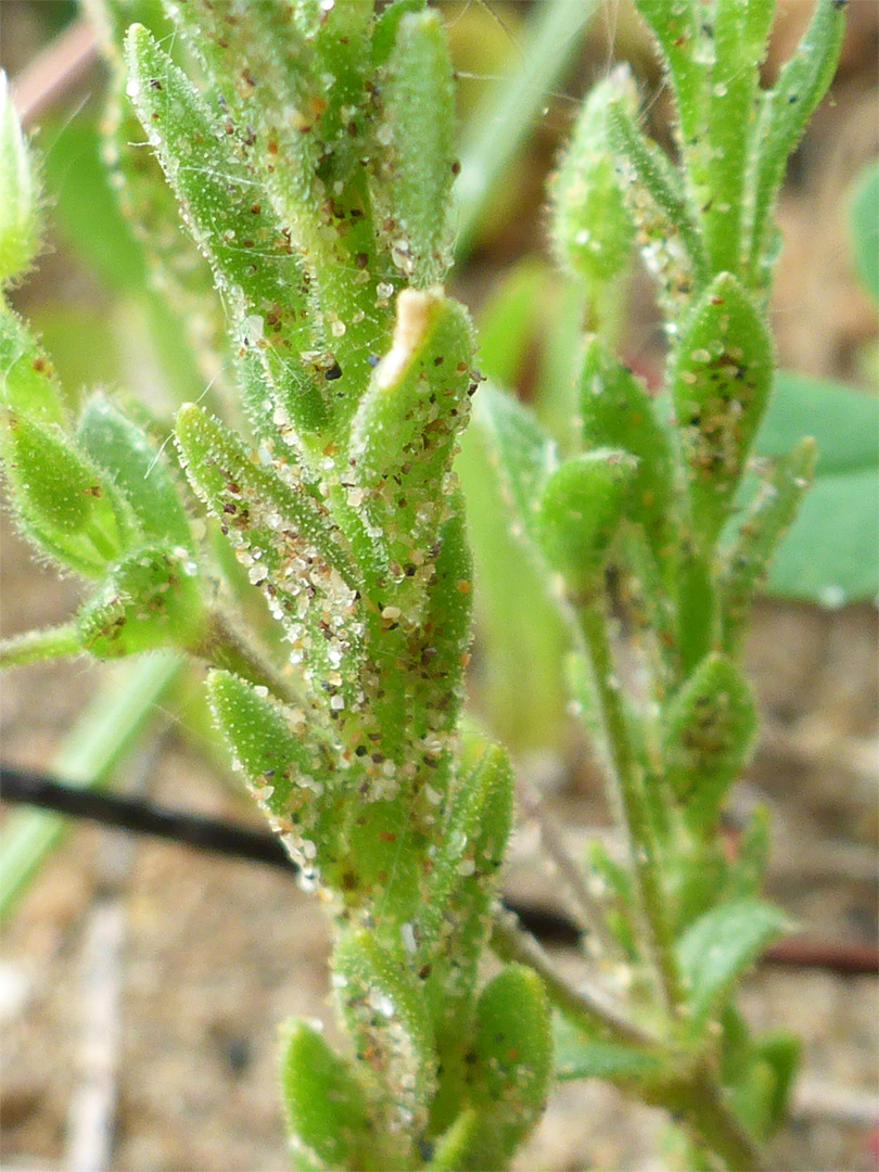 Sticky leaves