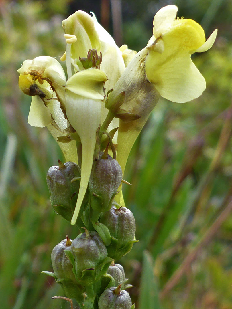 Flowers and fruit