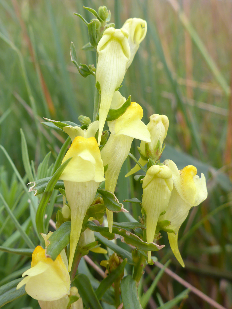 Group of flowers