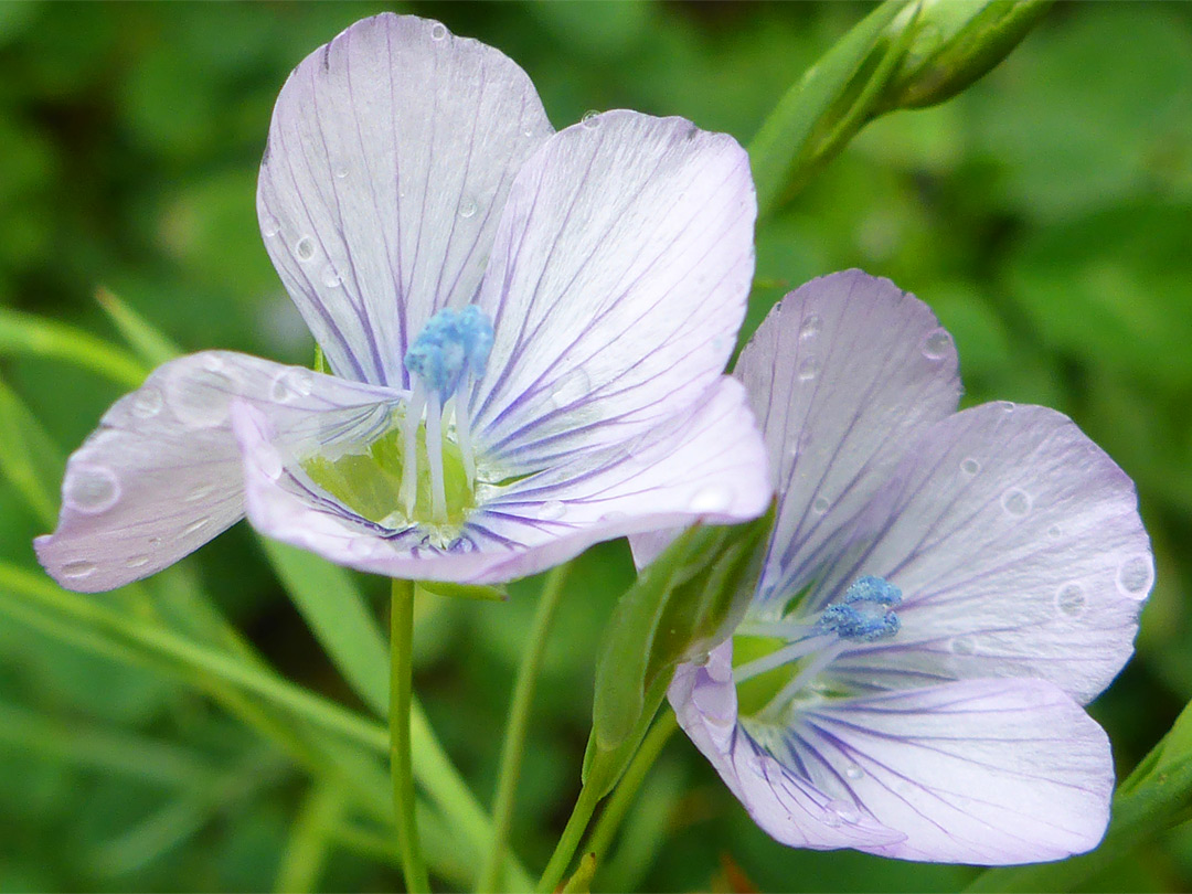 Pale flax