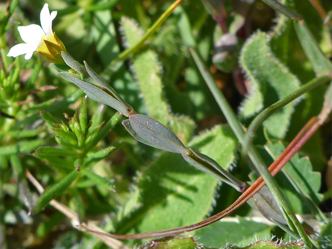 Opposite leaves