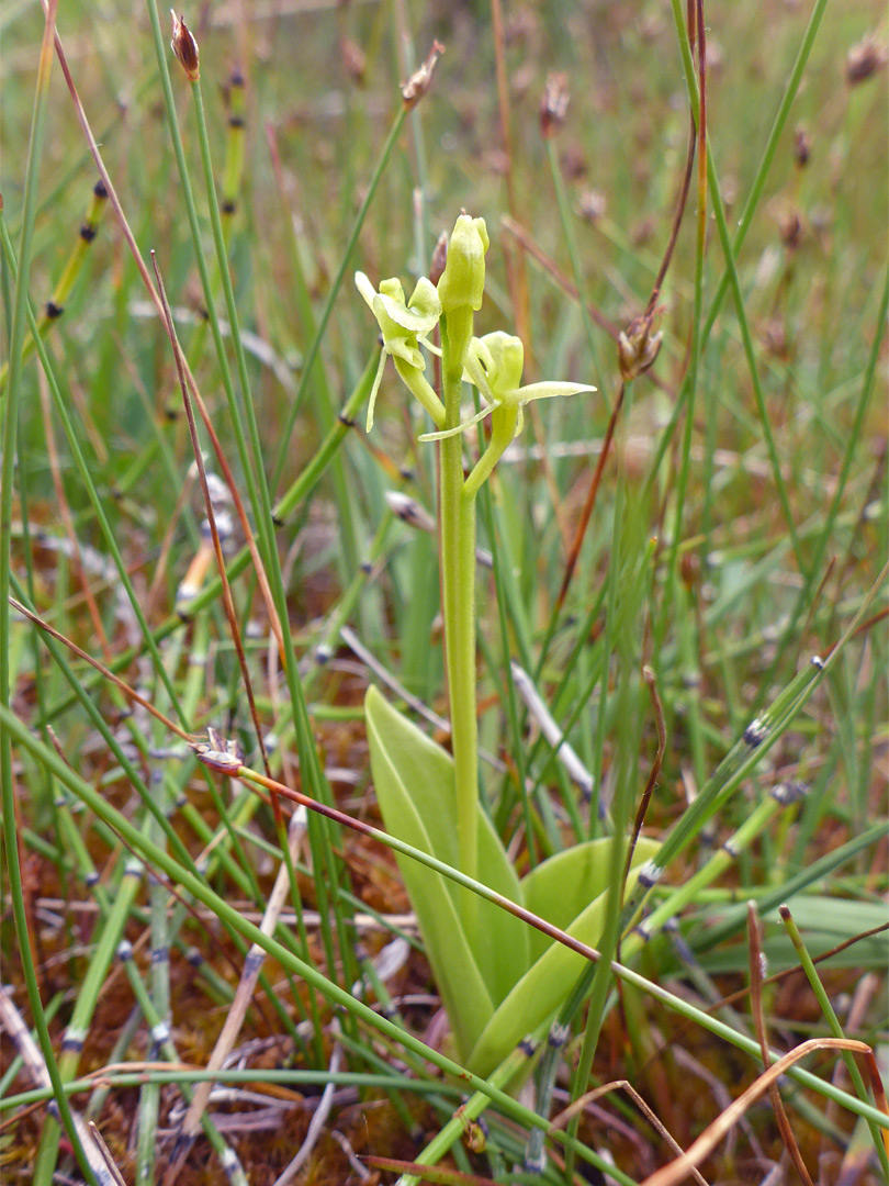 Leaves and stem