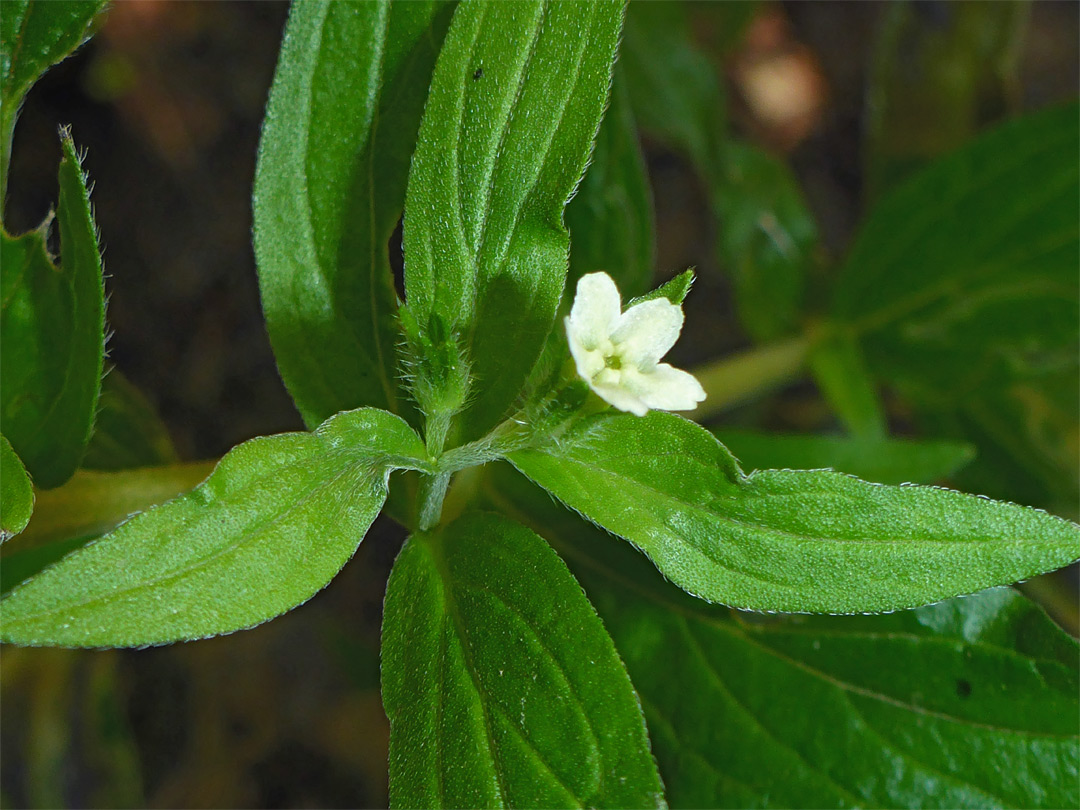 Flower and leaves