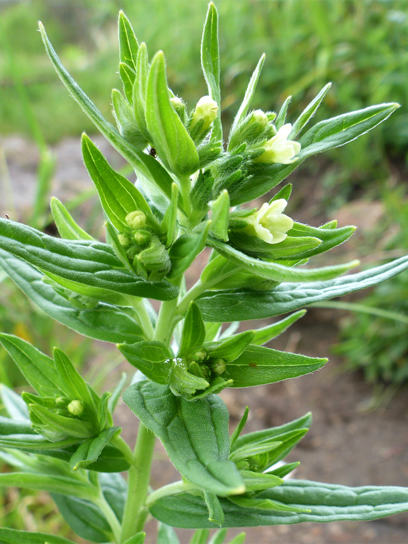 Flowers and leaves