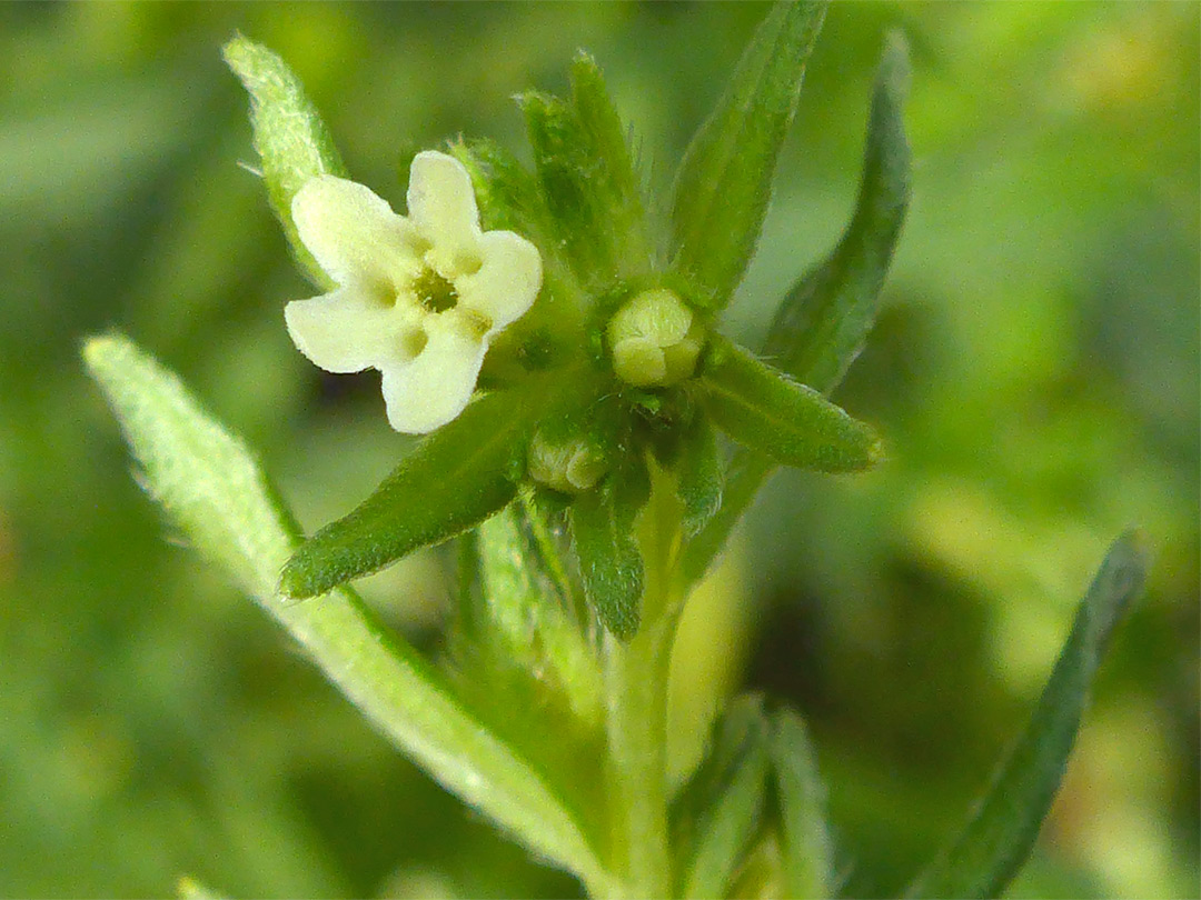 Buds and flower