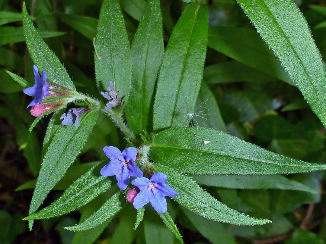 Leaves and flowers