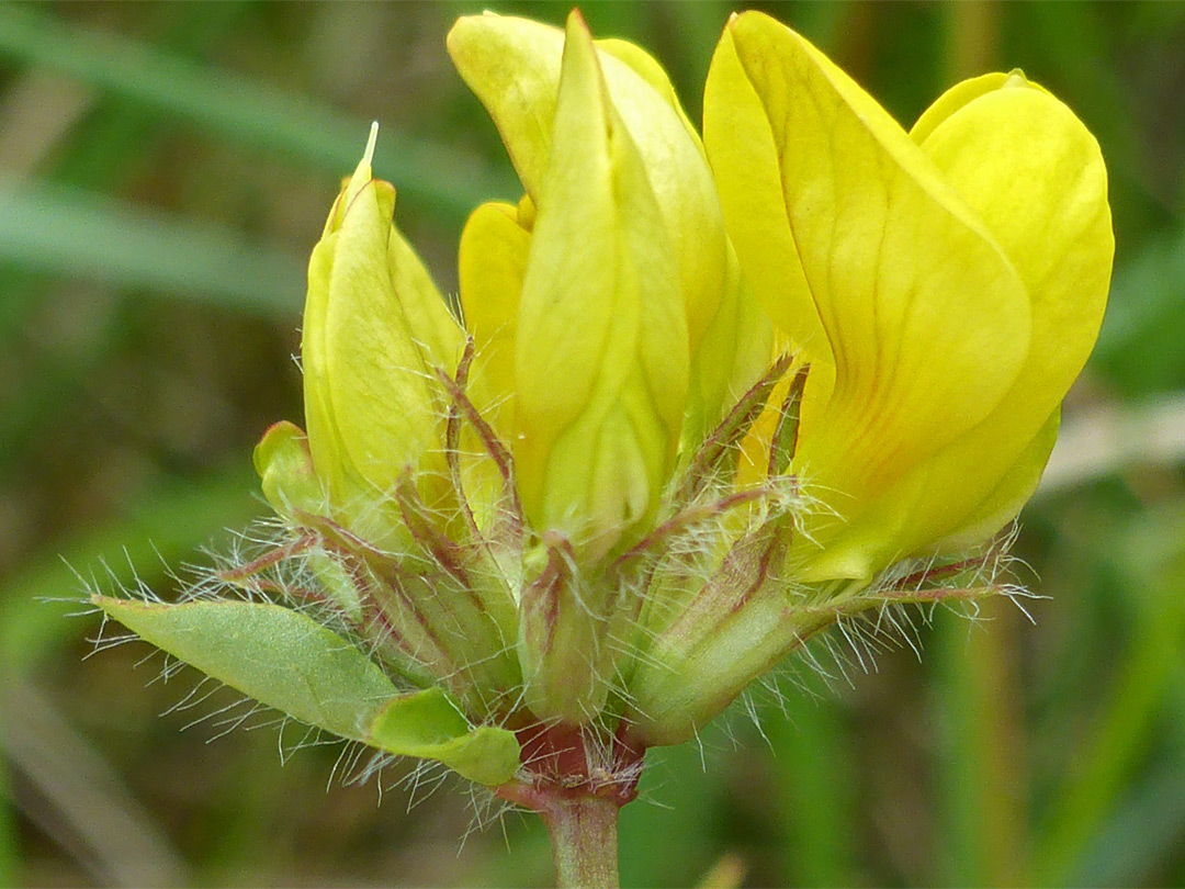 Bracts and flowers