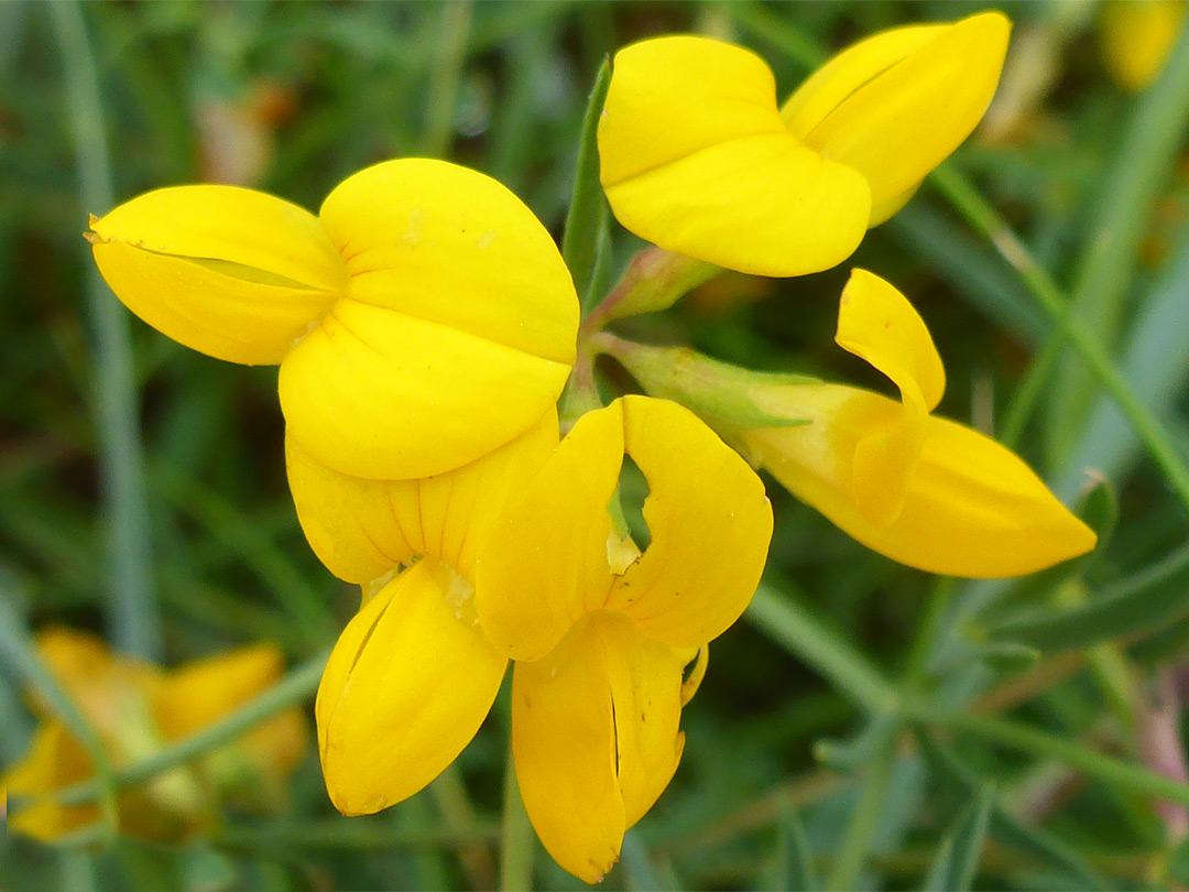 Yellow flowers