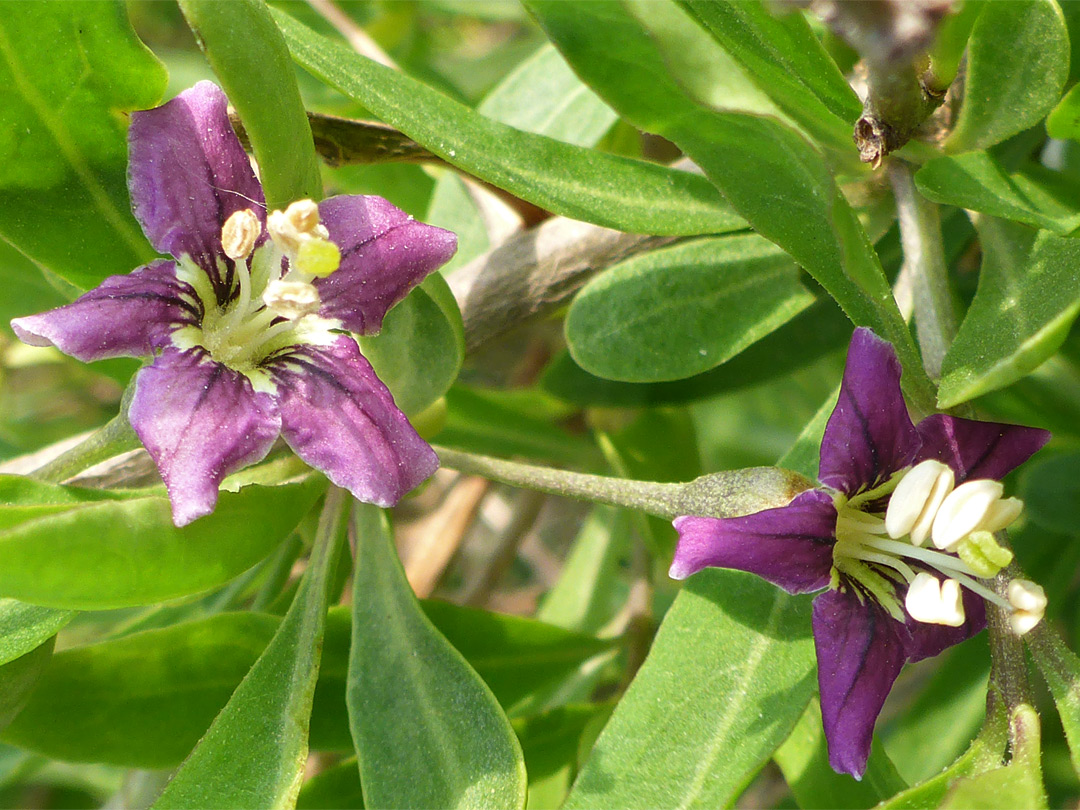 Pair of flowers