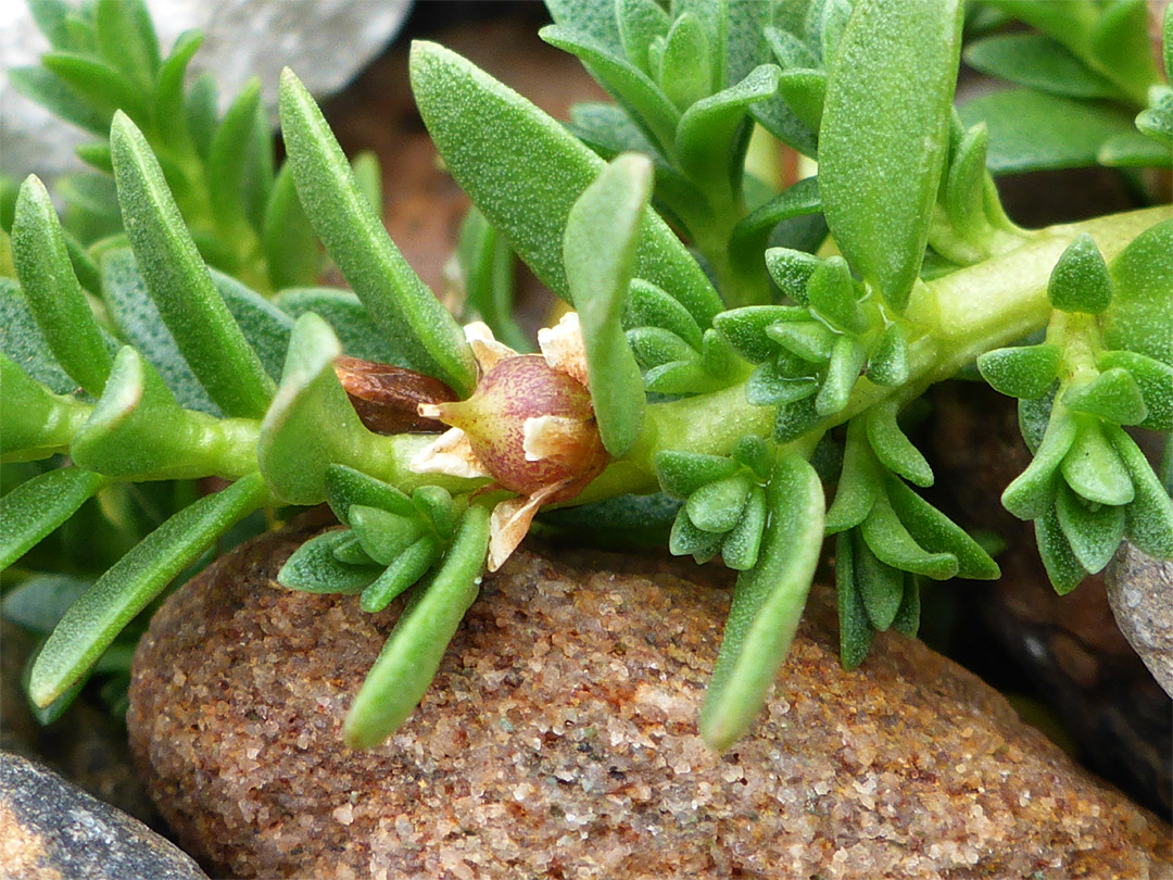 Developing fruit