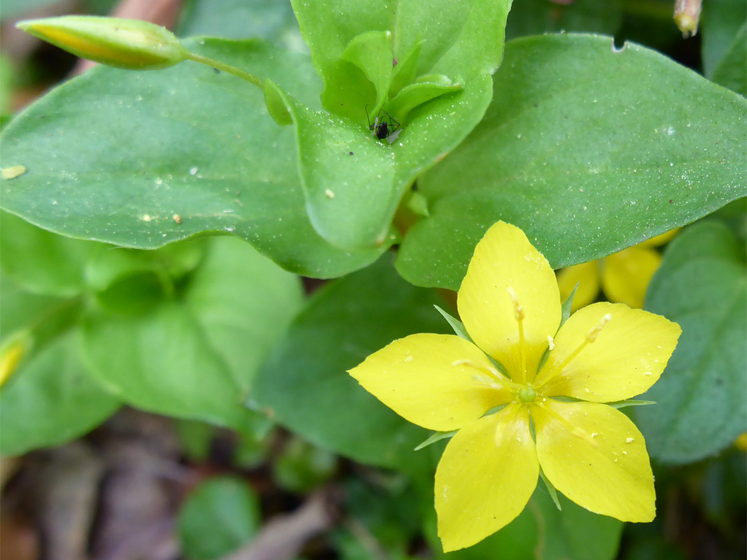 Yellow pimpernel