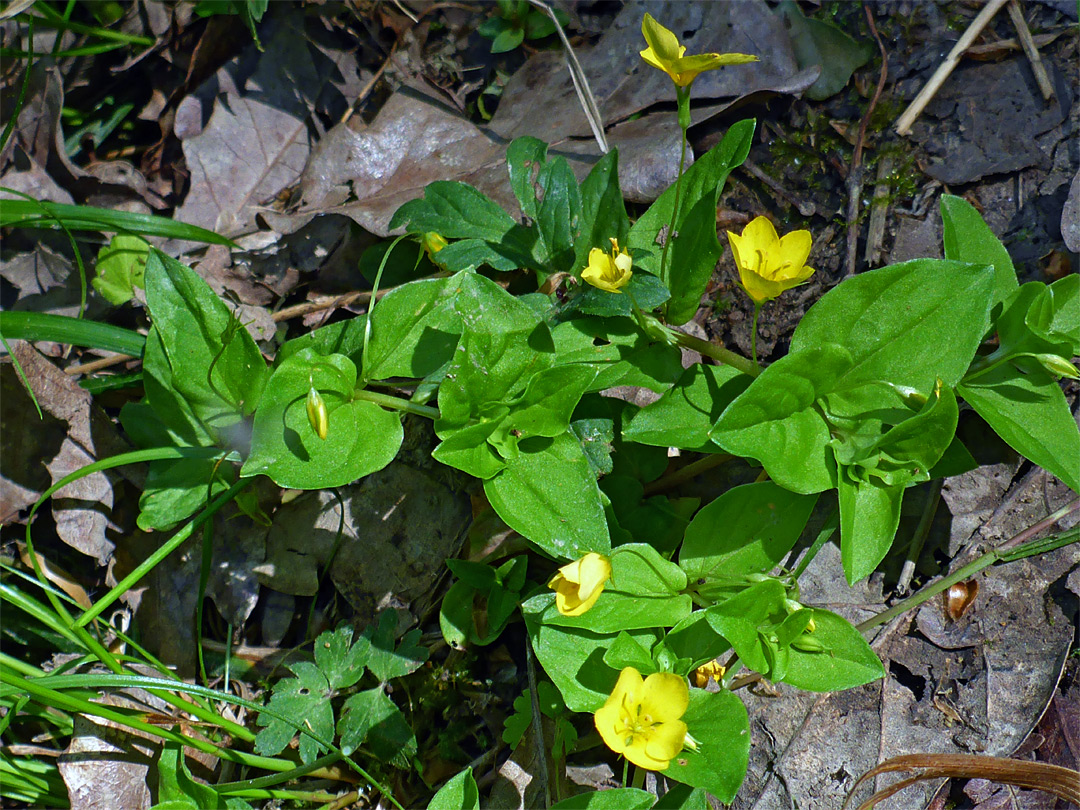 Yellow pimpernel